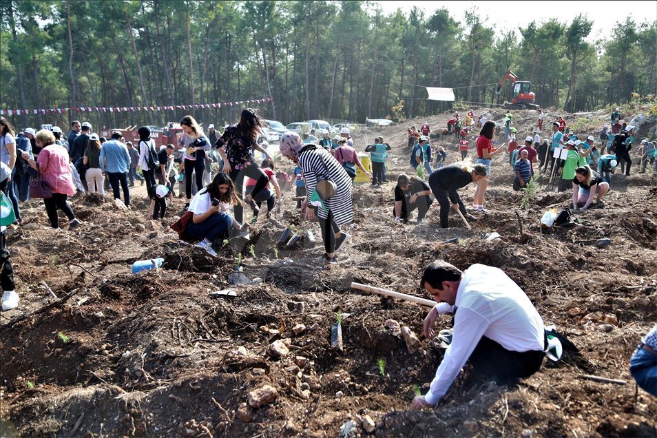 Massive forestation campaign with over 11 million saplings