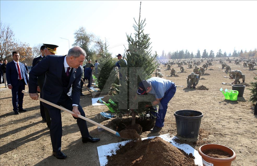 Massive forestation campaign with over 11 million saplings