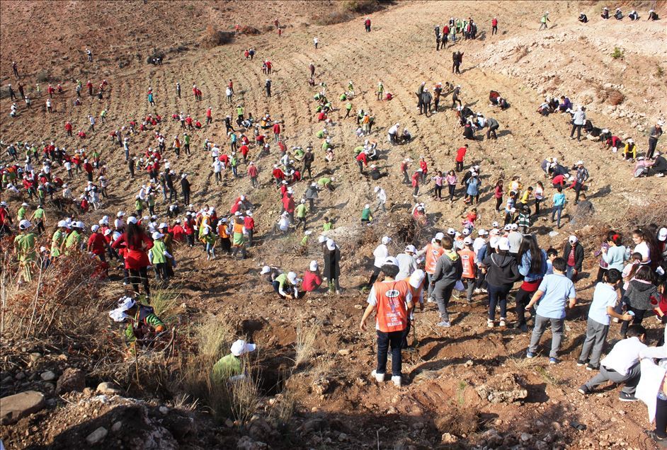 Turkey plants 11 million saplings for greener future
