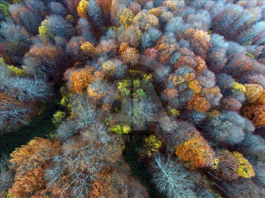 Autumn at Mount Nebiyan in Turkey's Samsun