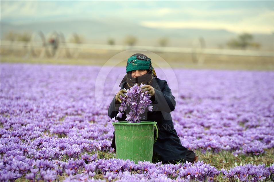 في موسم حصاده.. عدسة "الأناضول" تجوب حقول الزعفران الإيراني