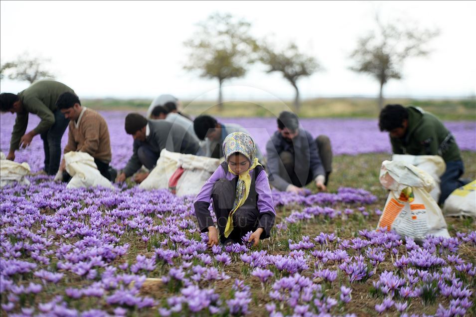 في موسم حصاده.. عدسة "الأناضول" تجوب حقول الزعفران الإيراني