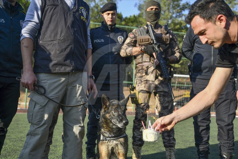 Un perro del escuadrón antibombas se retira