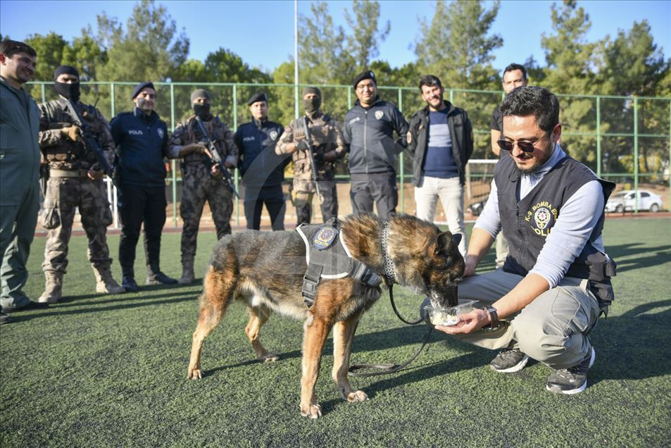 Un perro del escuadrón antibombas se retira