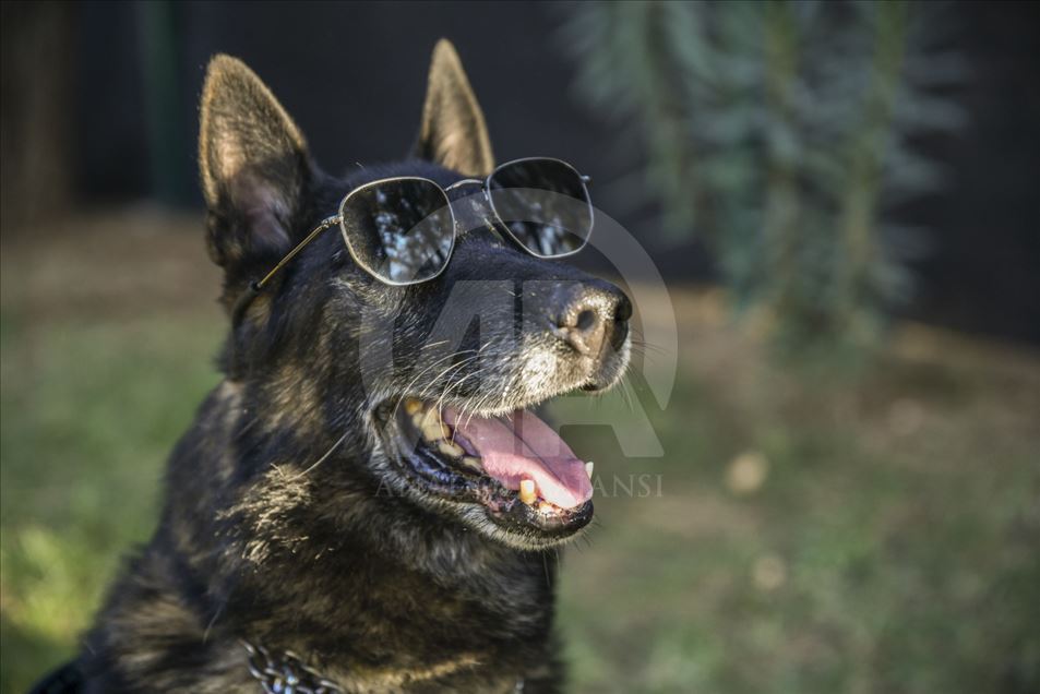 Un perro del escuadrón antibombas se retira