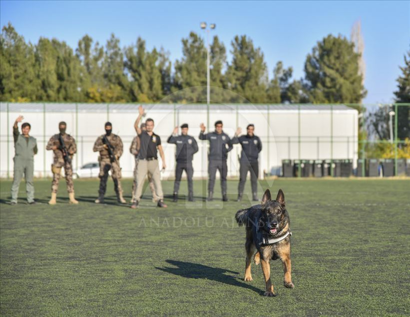Un perro del escuadrón antibombas se retira
