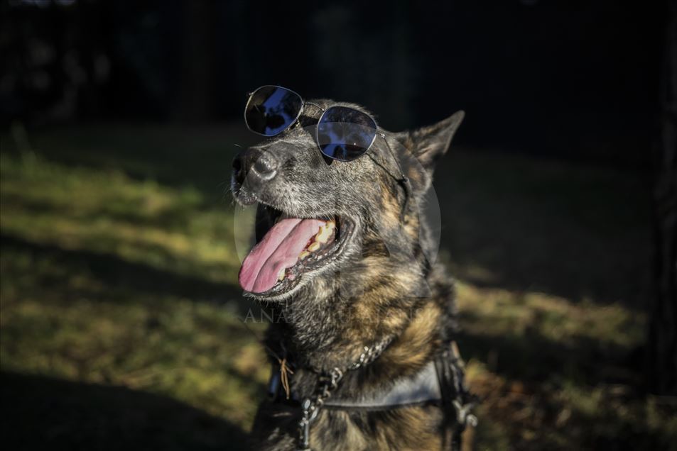 Un perro del escuadrón antibombas se retira