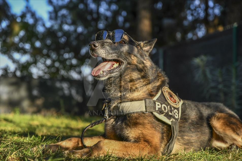 Un perro del escuadrón antibombas se retira