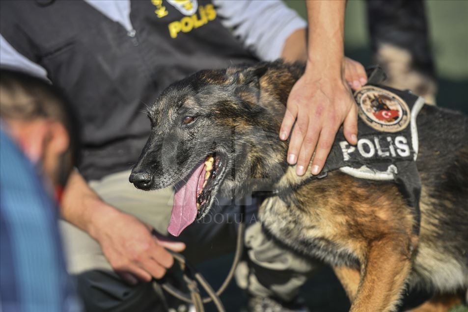 Un perro del escuadrón antibombas se retira