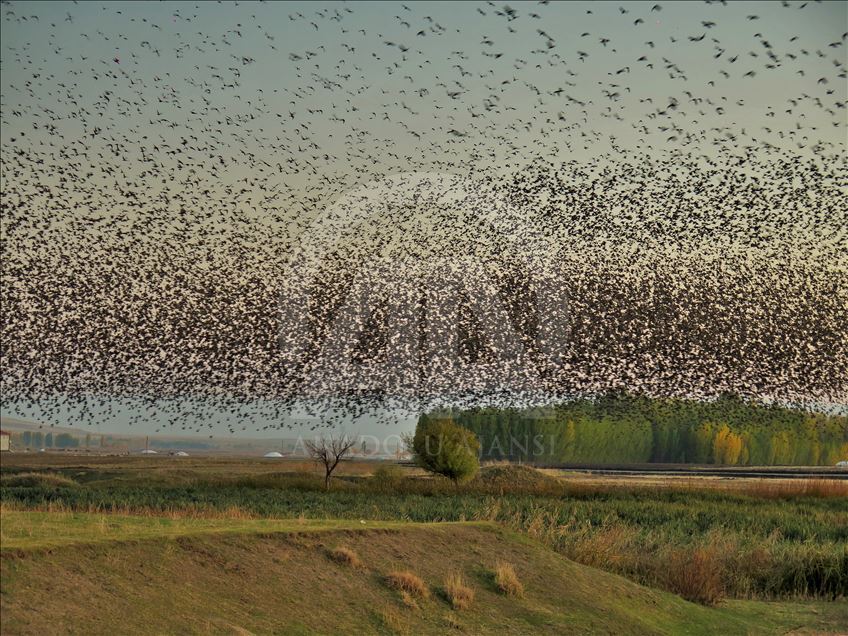 Starlings murmuration in Turkey's Mus