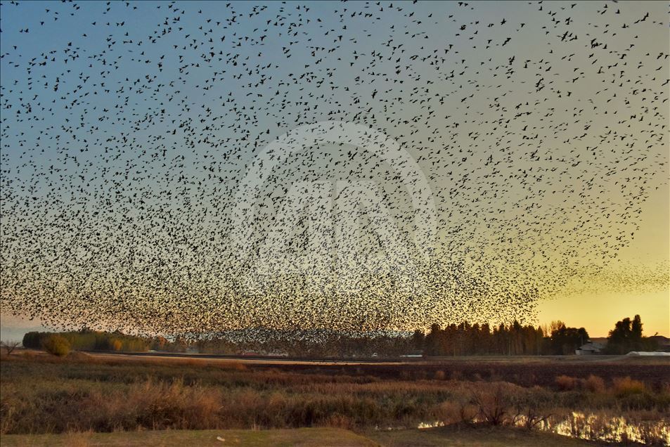 Starlings murmuration in Turkey's Mus