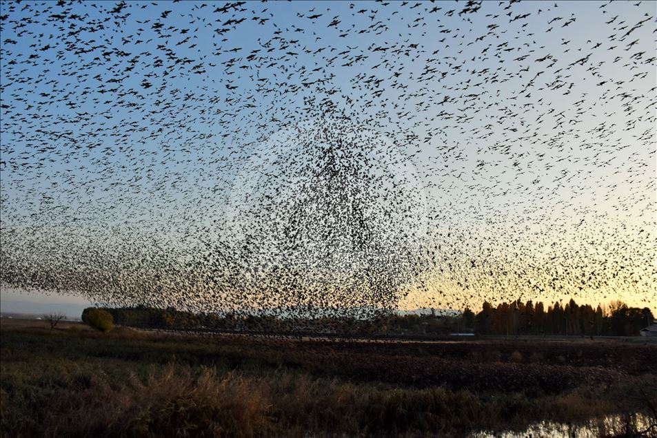 Starlings murmuration in Turkey's Mus