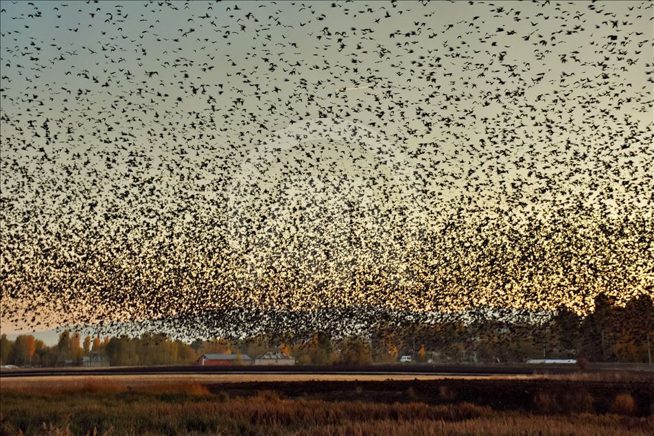 Starlings murmuration in Turkey's Mus