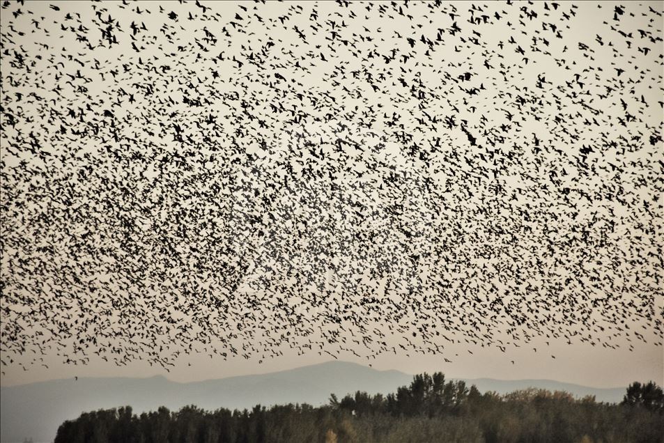 Starlings murmuration in Turkey's Mus