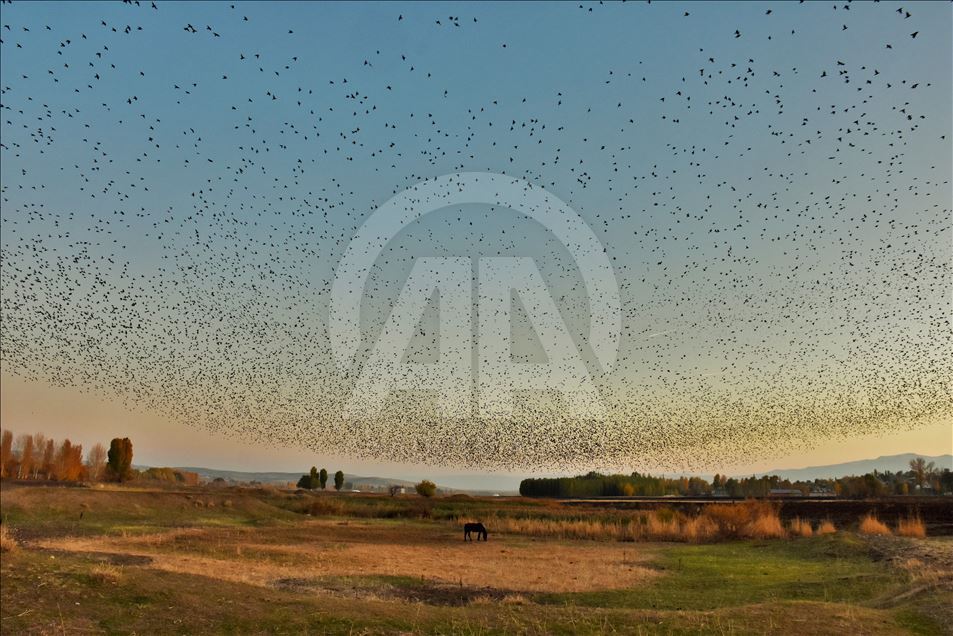 Starlings murmuration in Turkey's Mus
