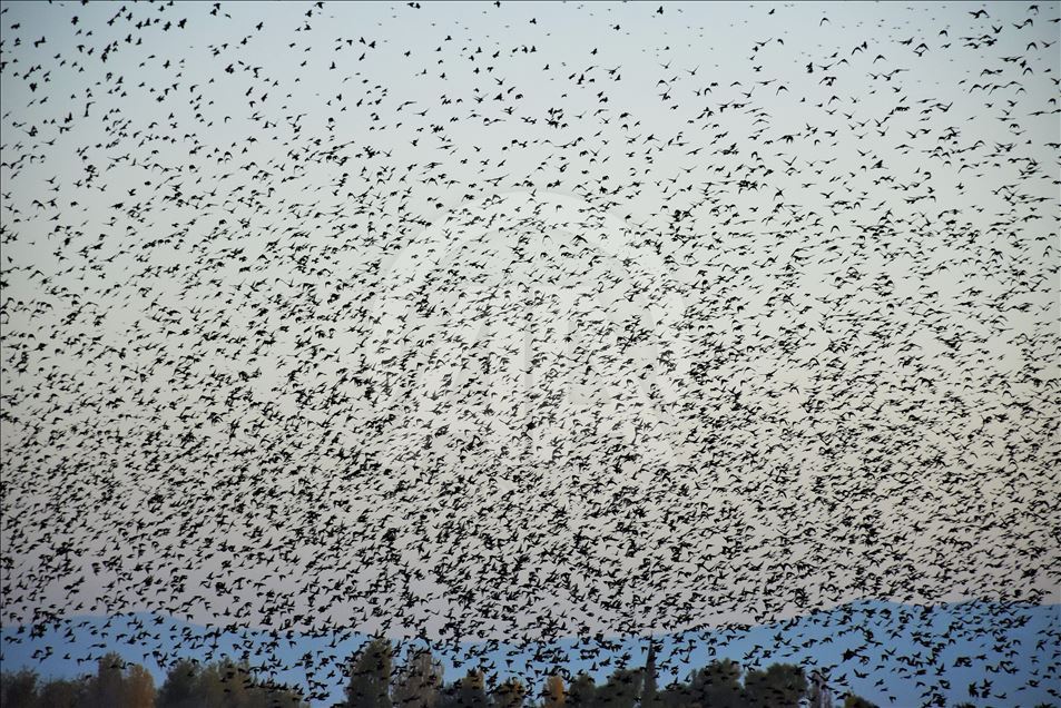 Starlings murmuration in Turkey's Mus