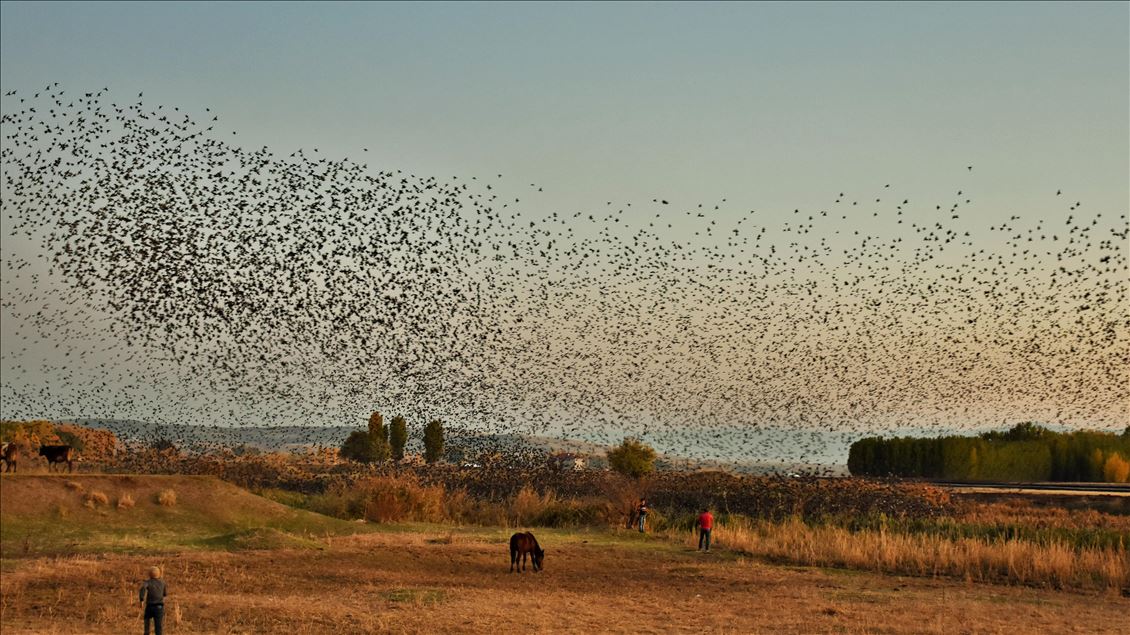 Starlings murmuration in Turkey's Mus