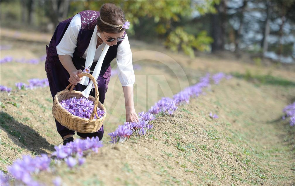 تولید زعفران در استان کارابوک ترکیه