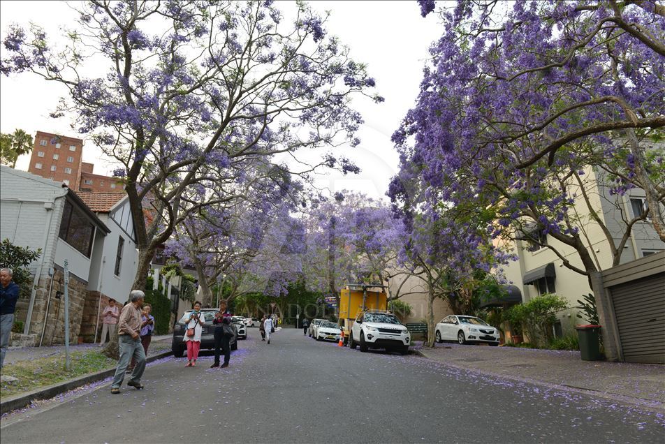 Pema "Jacaranda" me ngjyrën e saj zbukuron qytetin Sydney