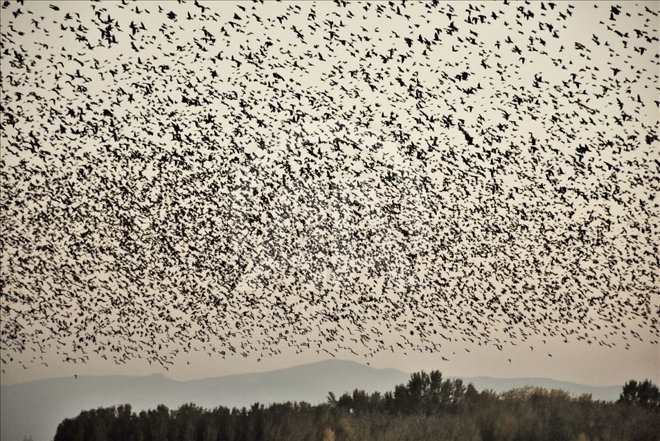 Mirlos, aves migratorias en Turquia