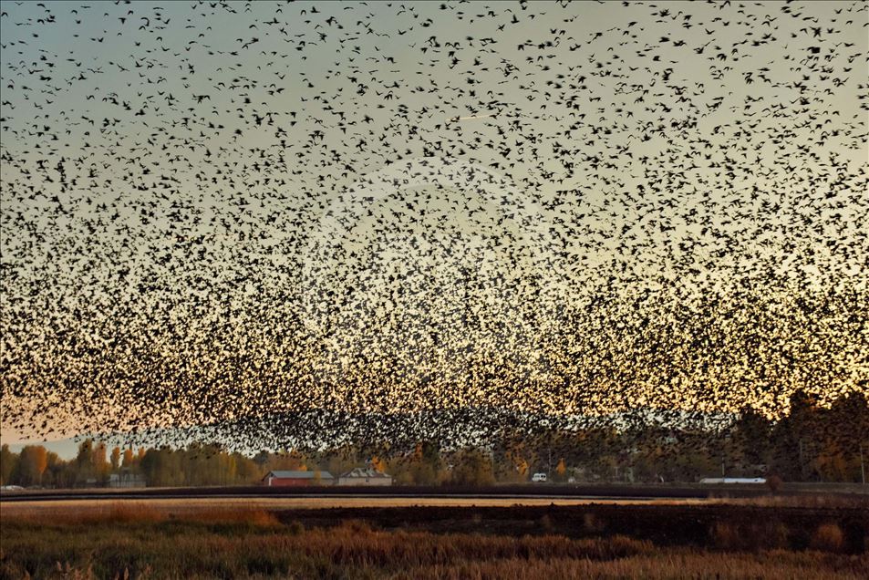 Mirlos, aves migratorias en Turquia