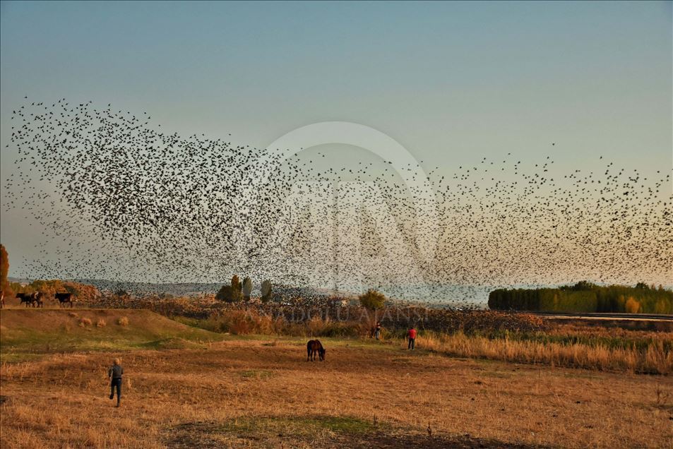 Mirlos, aves migratorias en Turquia