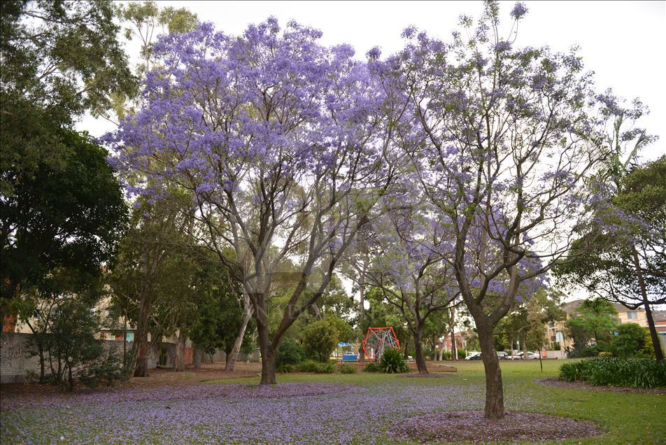 Pema "Jacaranda" me ngjyrën e saj zbukuron qytetin Sydney