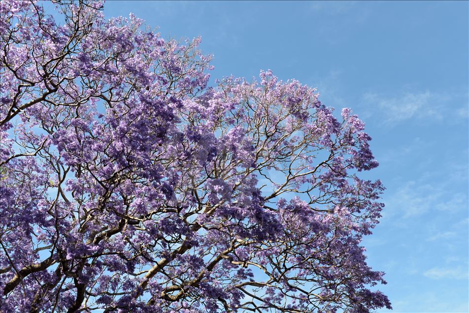 Pema "Jacaranda" me ngjyrën e saj zbukuron qytetin Sydney