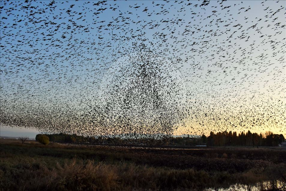 Mirlos, aves migratorias en Turquia