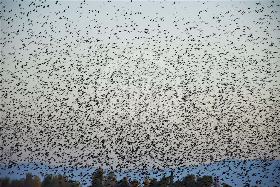 Mirlos, aves migratorias en Turquia