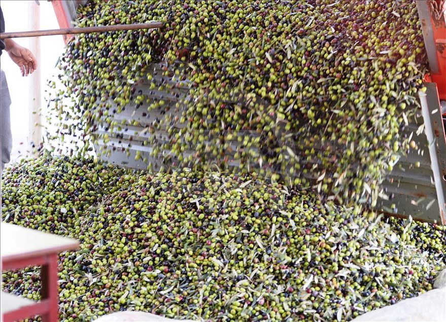 Rûnê Zeytûna Dêrîkê bi xêra pêşbaziyê li hemû dinyayê tê nasîn