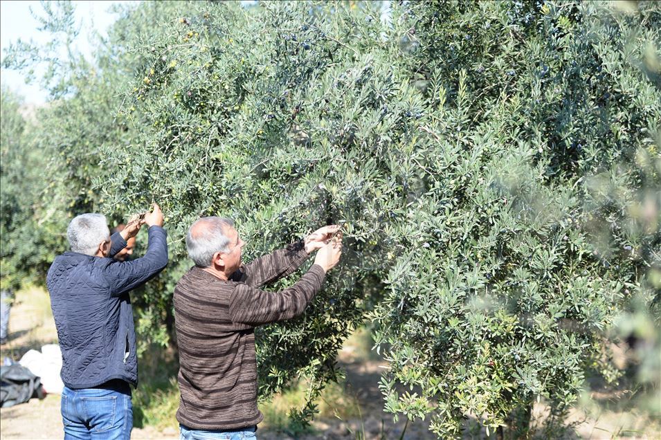 Rûnê Zeytûna Dêrîkê bi xêra pêşbaziyê li hemû dinyayê tê nasîn