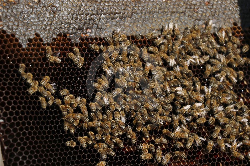 عشق طبیعت، معلم زبان جوان ترک را به سمت زنبورداری سوق داد 