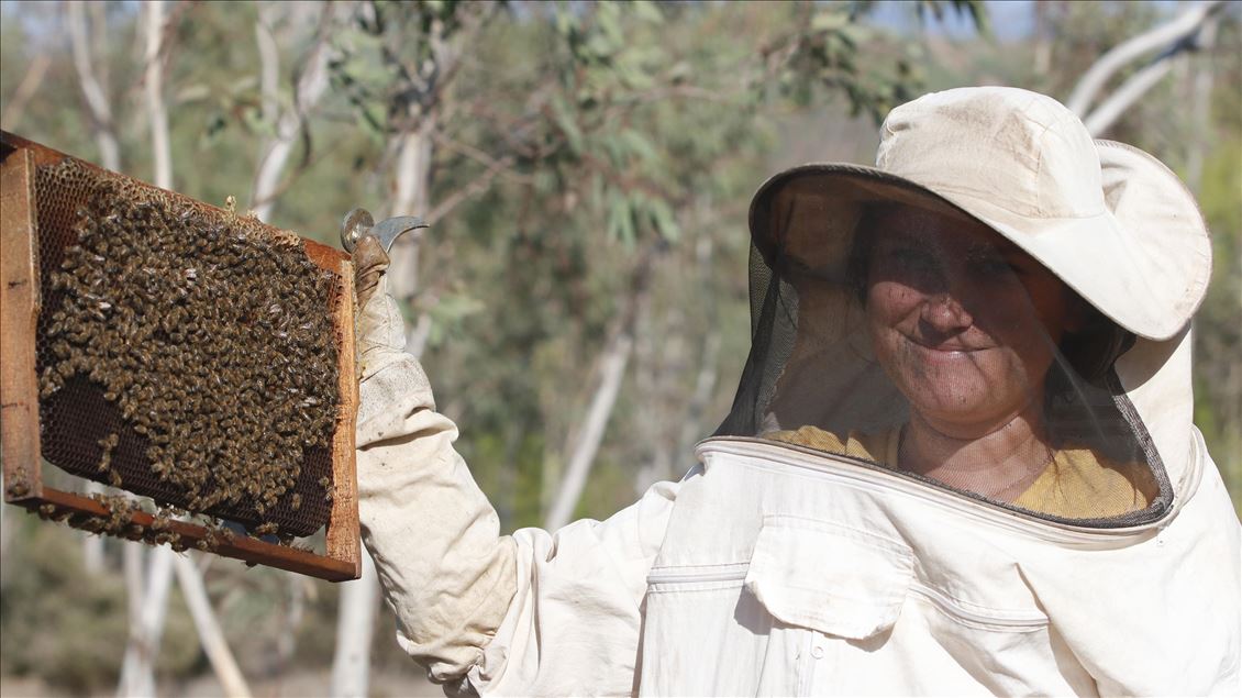 عشق طبیعت، معلم زبان جوان ترک را به سمت زنبورداری سوق داد 