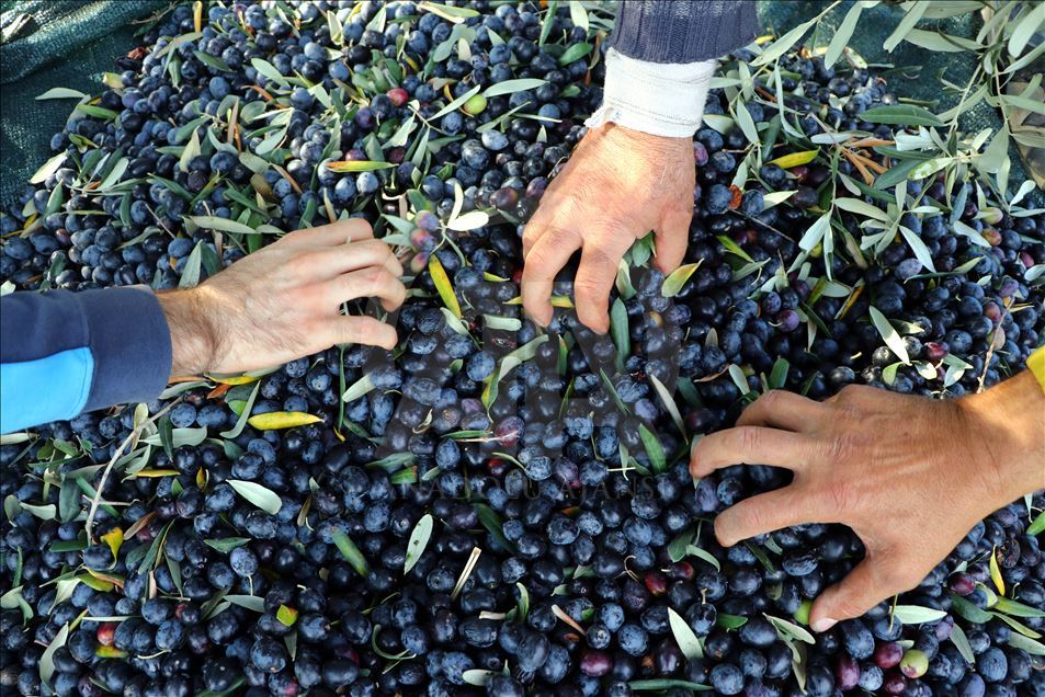 Tekirdağlı üreticiler zeytin hasadı heyecanı yaşıyor
