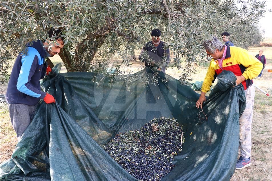 Tekirdağlı üreticiler zeytin hasadı heyecanı yaşıyor
