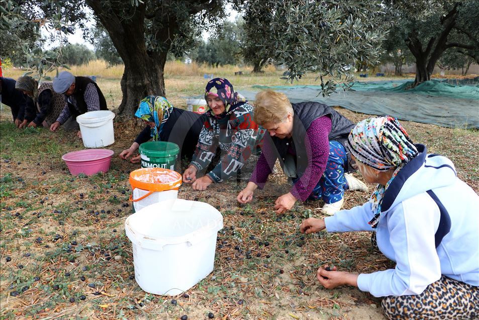 Tekirdağlı üreticiler zeytin hasadı heyecanı yaşıyor
