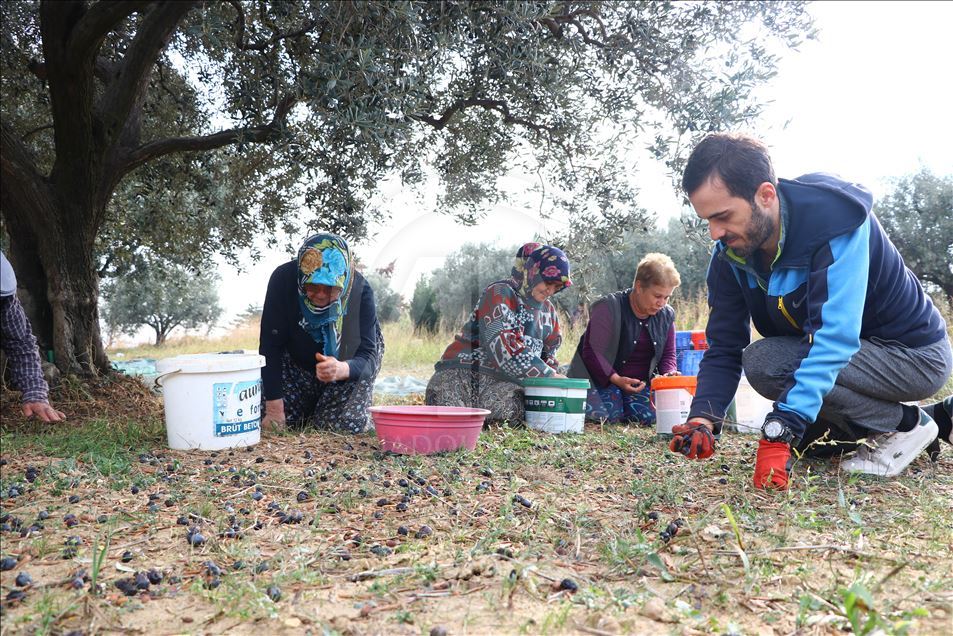 Tekirdağlı üreticiler zeytin hasadı heyecanı yaşıyor
