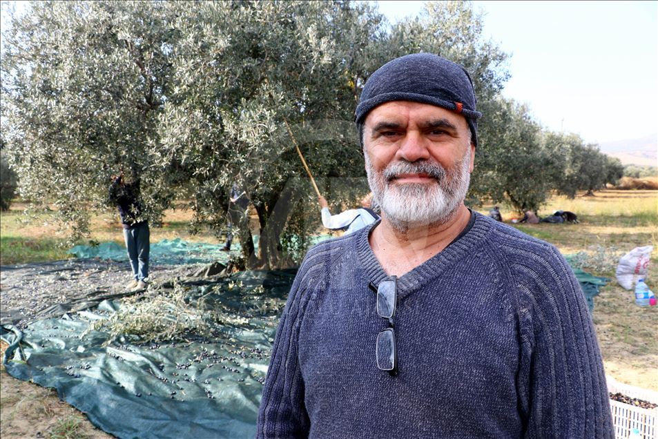 Tekirdağlı üreticiler zeytin hasadı heyecanı yaşıyor
