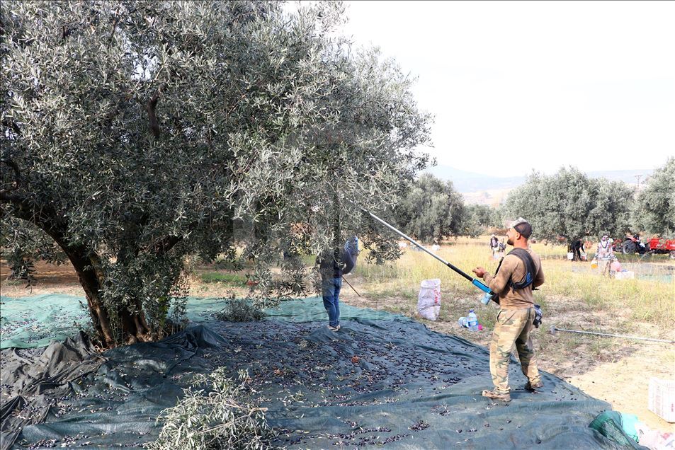 Tekirdağlı üreticiler zeytin hasadı heyecanı yaşıyor

