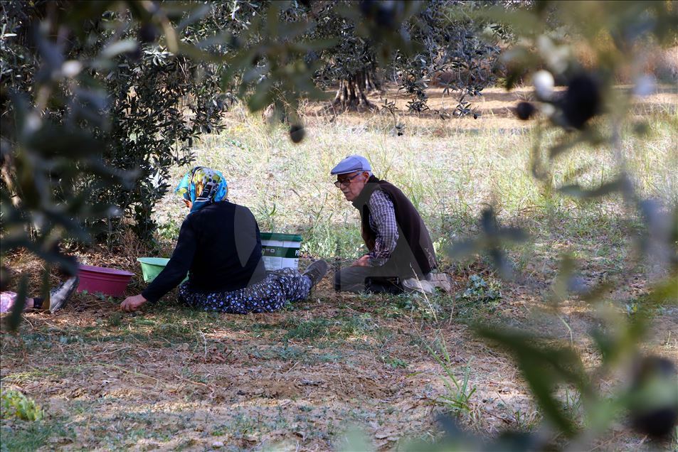 Tekirdağlı üreticiler zeytin hasadı heyecanı yaşıyor
