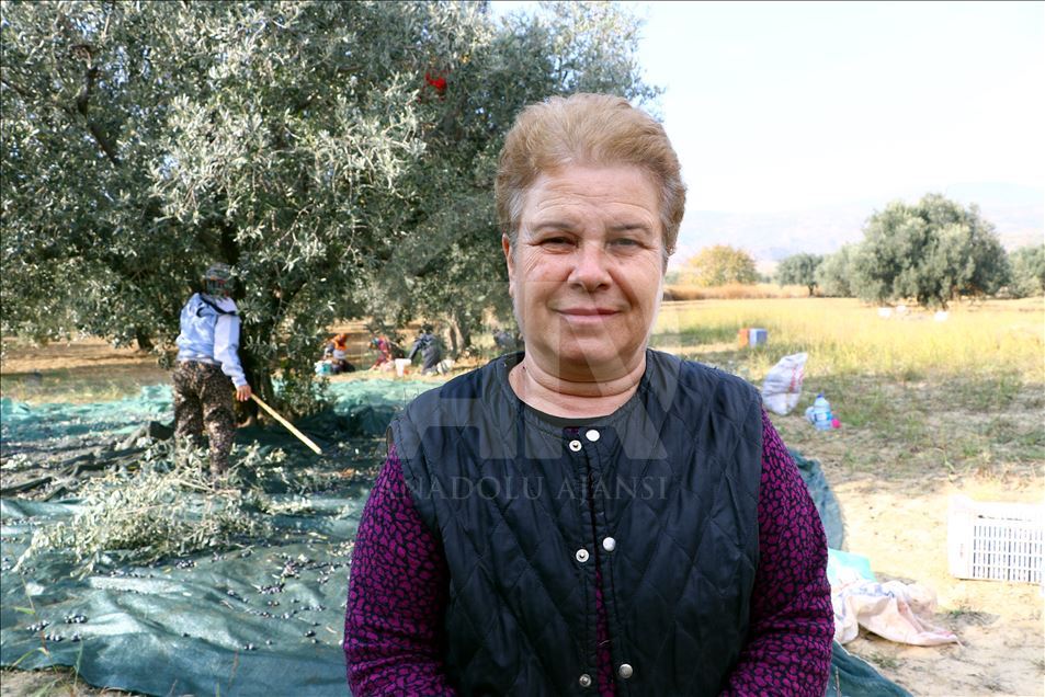 Tekirdağlı üreticiler zeytin hasadı heyecanı yaşıyor
