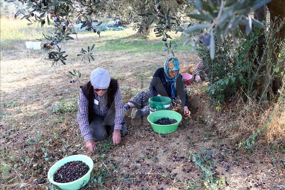 Tekirdağlı üreticiler zeytin hasadı heyecanı yaşıyor
