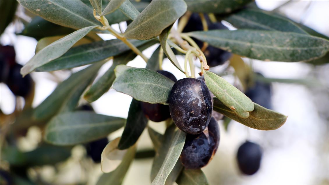 Tekirdağlı üreticiler zeytin hasadı heyecanı yaşıyor
