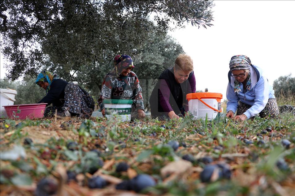 Tekirdağlı üreticiler zeytin hasadı heyecanı yaşıyor
