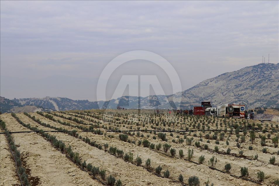 Çöplük olarak kullanılan alan artık lavanta kokacak