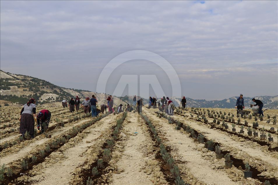 Çöplük olarak kullanılan alan artık lavanta kokacak