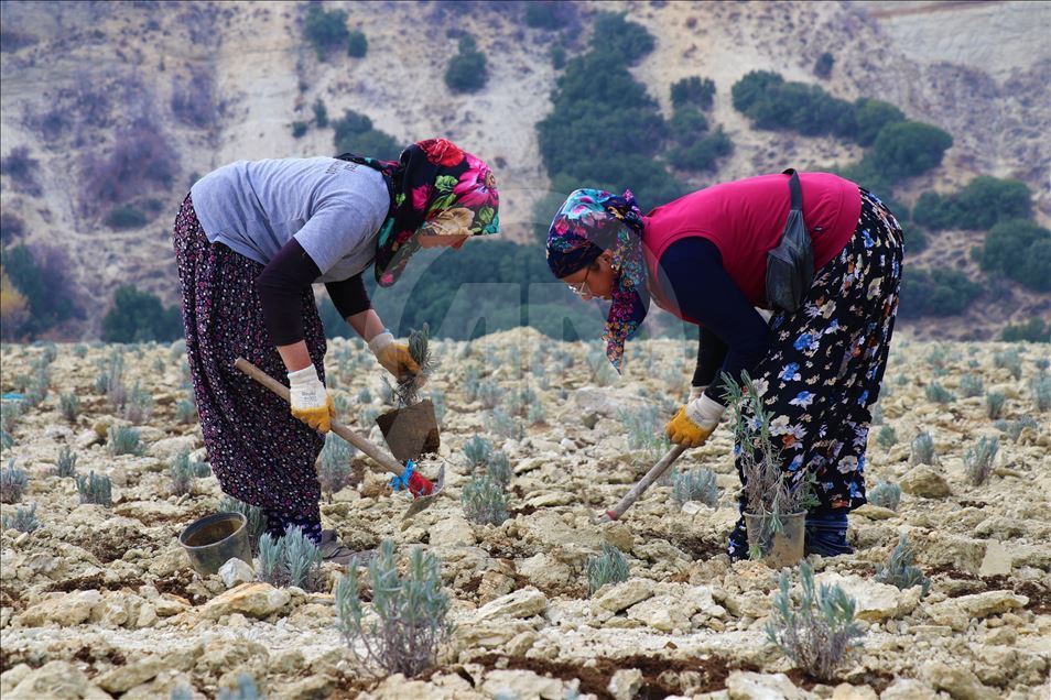 Çöplük olarak kullanılan alan artık lavanta kokacak