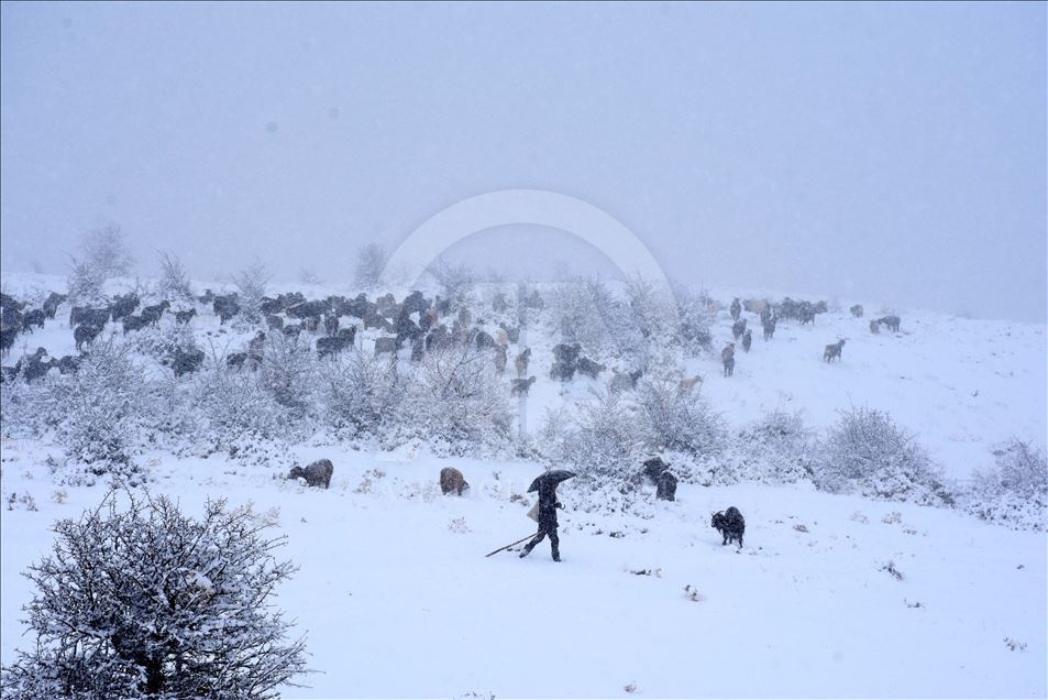 Li Mûşê heywandaran di berf û bagerê da zehmetî kişandin