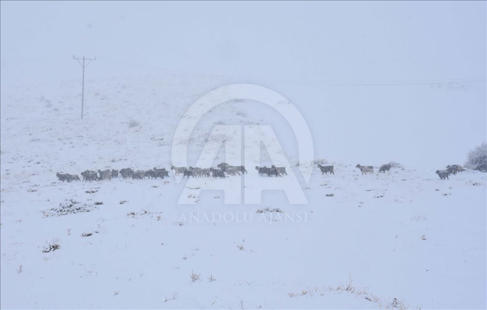 Li Mûşê heywandaran di berf û bagerê da zehmetî kişandin